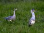 Day05 - 01 * Whistling Heron